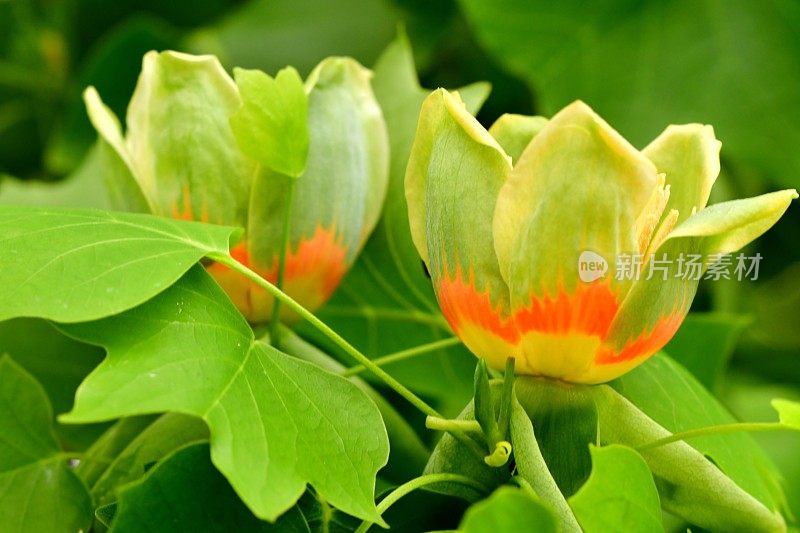 郁金香树花/鹅掌楸